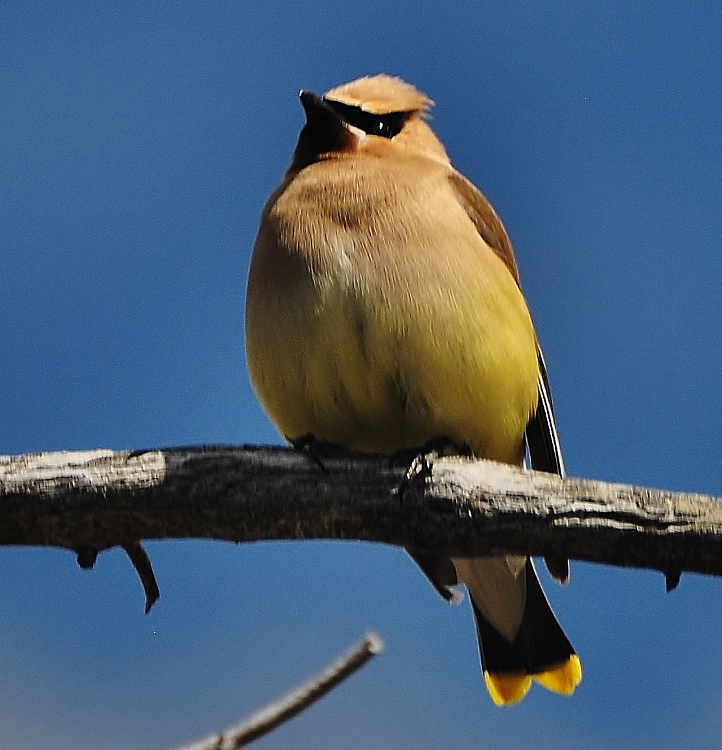 bird cedar waxwing